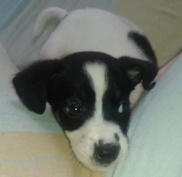 Cachorro ra a indefinida idade 2 a 6 meses nome bacon