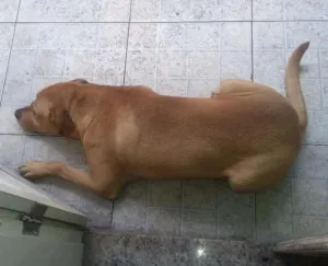 Cachorro raça Mestiço idade 6 ou mais anos nome Zandor