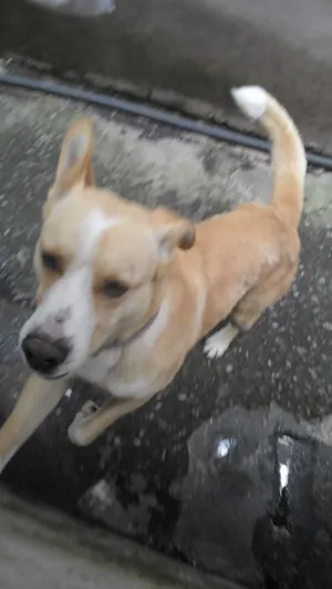 Cachorro raça Vira-lata idade 4 anos nome Yellow