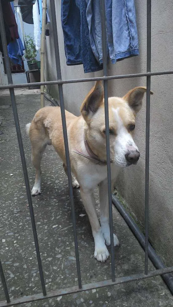 Cachorro ra a Vira-lata idade 4 anos nome Yellow