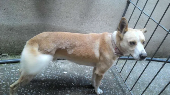 Cachorro ra a Vira-lata idade 4 anos nome Yellow