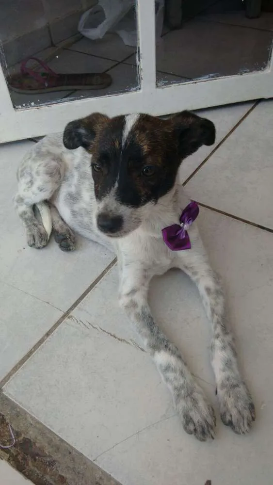 Cachorro ra a SRD idade Abaixo de 2 meses nome sem nome