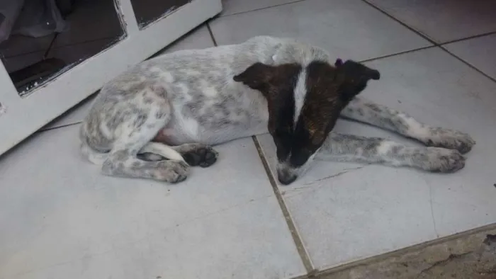 Cachorro ra a SRD idade Abaixo de 2 meses nome sem nome