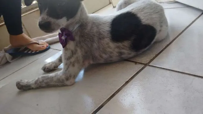 Cachorro ra a SRD idade Abaixo de 2 meses nome sem nome