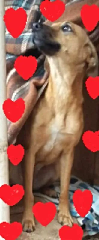 Cachorro ra a SRD idade 1 ano nome MEG