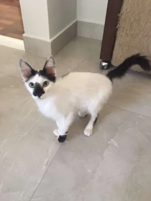 Gato raça Mestiço idade 2 a 6 meses nome Frajola