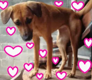 Cachorro raça SRD idade 1 ano nome MEG