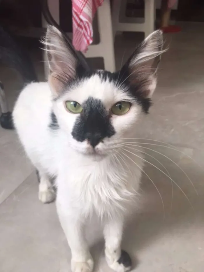 Gato raça Mestiço idade 2 a 6 meses nome Frajola