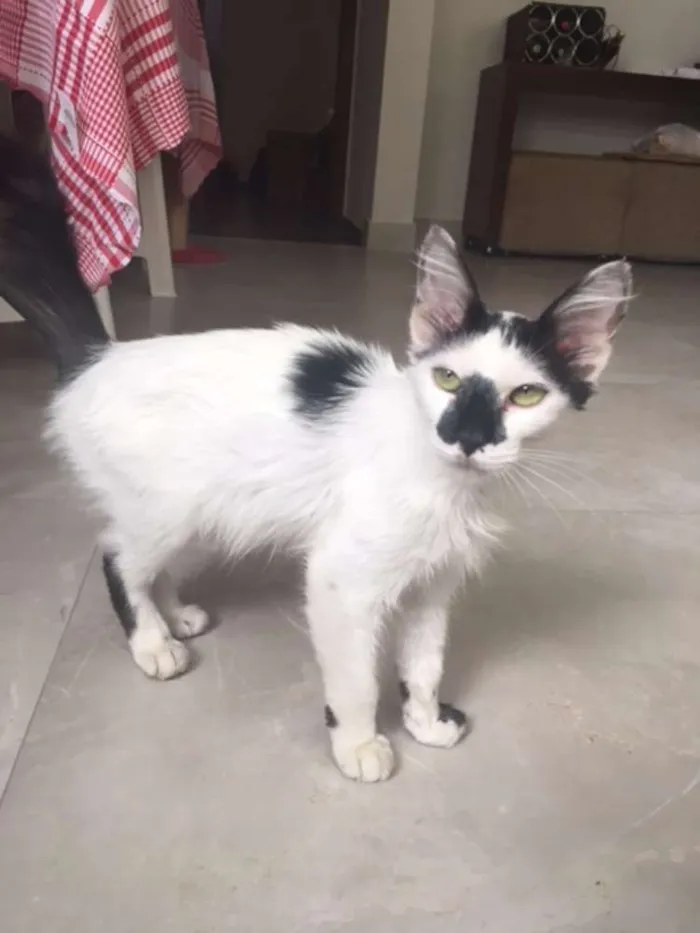 Gato raça Mestiço idade 2 a 6 meses nome Frajola