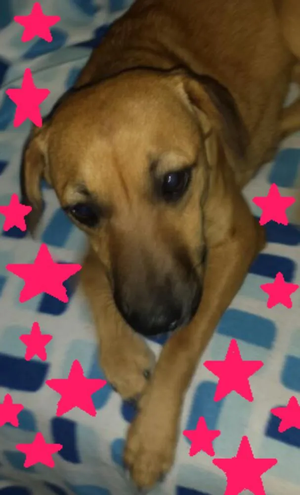 Cachorro ra a SRD idade 1 ano nome MEG