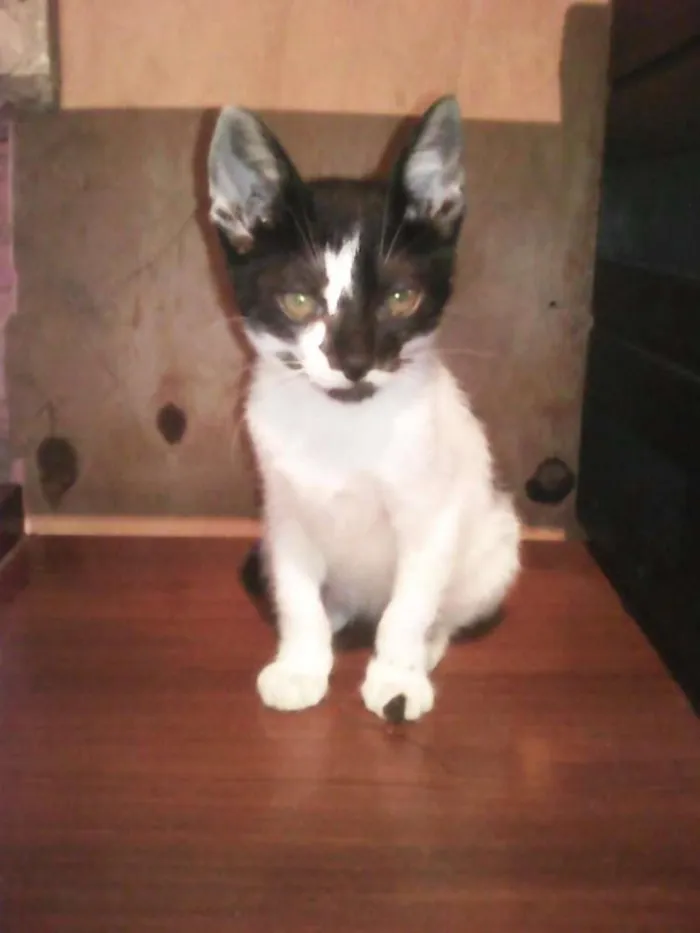 Gato ra a SRD idade 2 a 6 meses nome gatinho 1