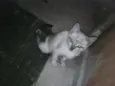 gatinho 2