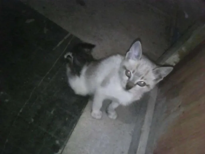 Gato ra a SRD idade 2 a 6 meses nome gatinho 2