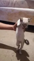 gatinho 3