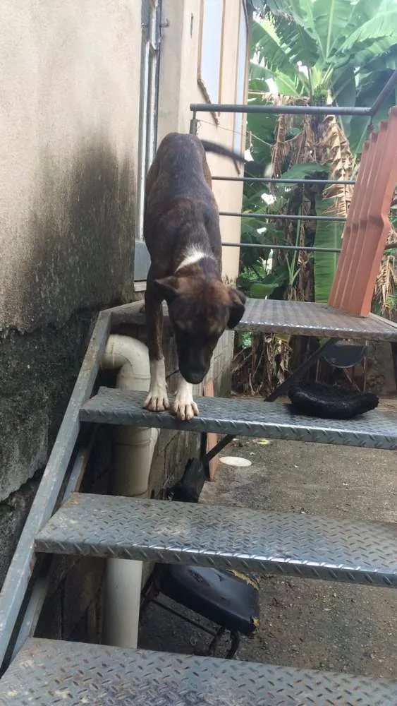 Cachorro raça Não sei idade 2 a 6 meses nome Espoleta