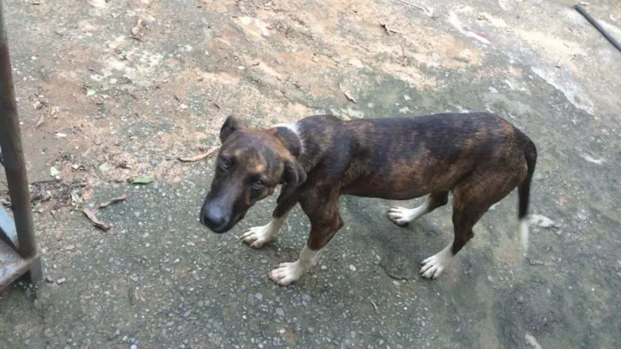 Cachorro raça Não sei idade 2 a 6 meses nome Espoleta