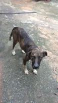 Espoleta