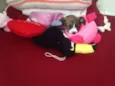 Princesa