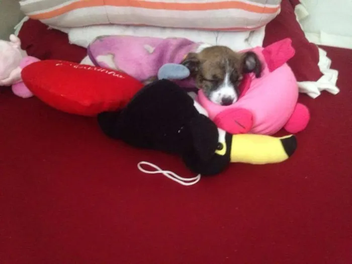 Cachorro ra a Vira lata idade 2 a 6 meses nome Princesa