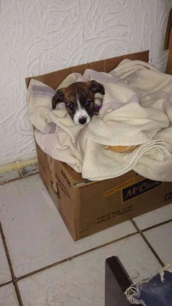 Cachorro ra a Vira lata idade 2 a 6 meses nome Princesa
