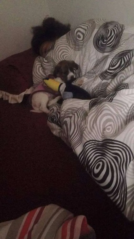 Cachorro ra a Vira lata idade 2 a 6 meses nome Princesa