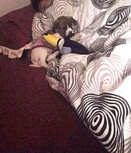 Cachorro ra a Vira lata idade 2 a 6 meses nome Princesa