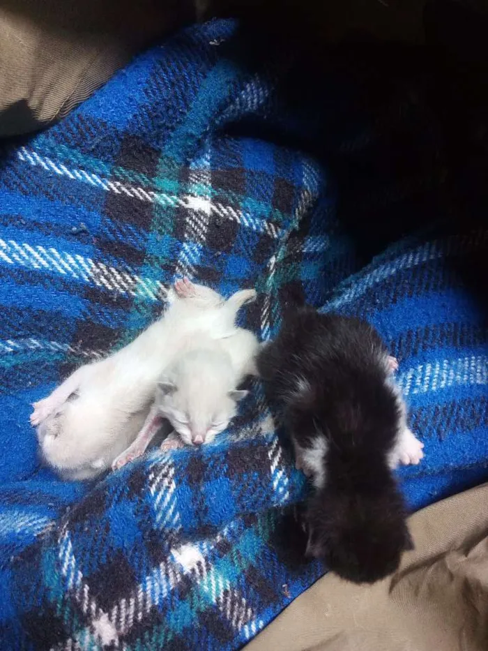 Gato ra a Gatos idade Abaixo de 2 meses nome Filhotes