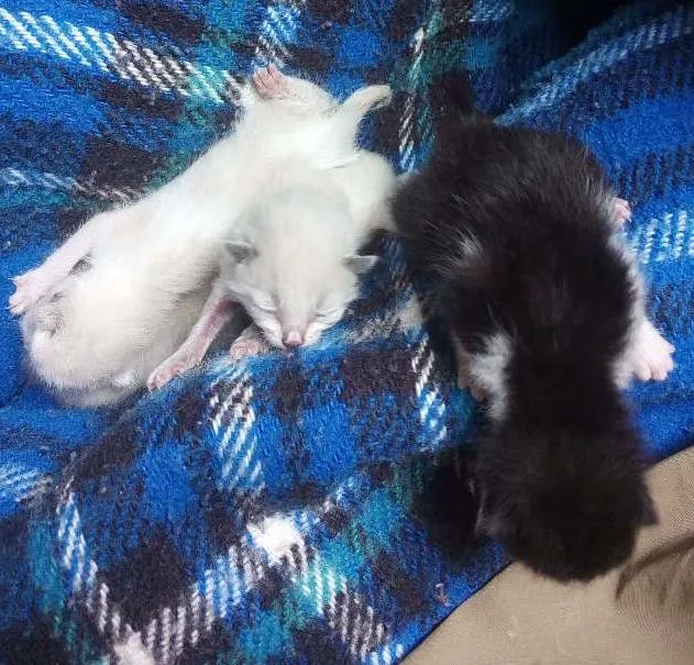 Gato ra a Gatos idade Abaixo de 2 meses nome Filhotes