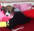 Princesa