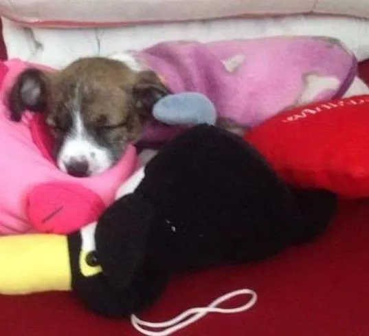 Cachorro ra a Vira lata idade 2 a 6 meses nome Princesa