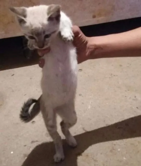 Gato ra a SRD idade 2 a 6 meses nome gatinho 3
