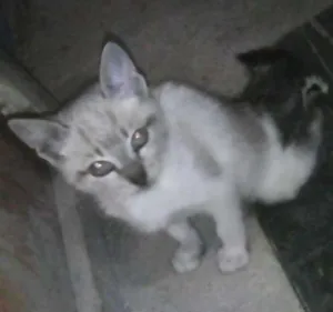 Gato raça SRD idade 2 a 6 meses nome gatinho 2