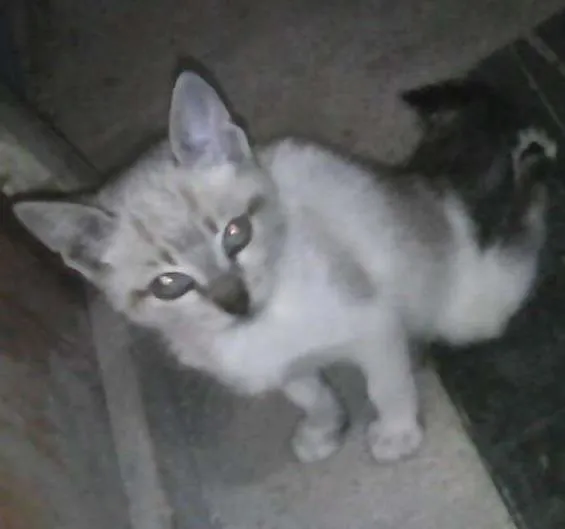 Gato ra a SRD idade 2 a 6 meses nome gatinho 2