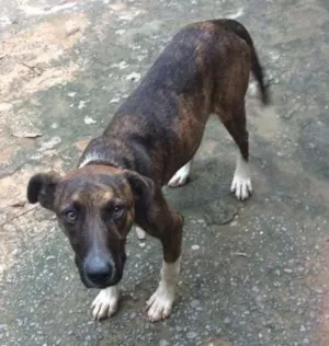Cachorro raça Não sei idade 2 a 6 meses nome Espoleta