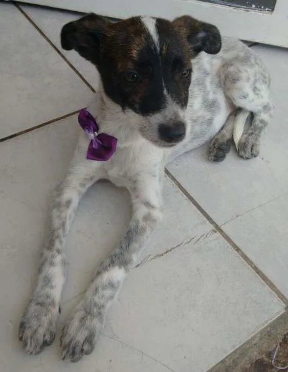 Cachorro ra a SRD idade Abaixo de 2 meses nome sem nome