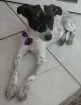 Cachorro raça SRD idade Abaixo de 2 meses nome sem nome