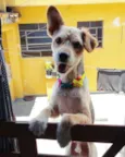 Cabeleira