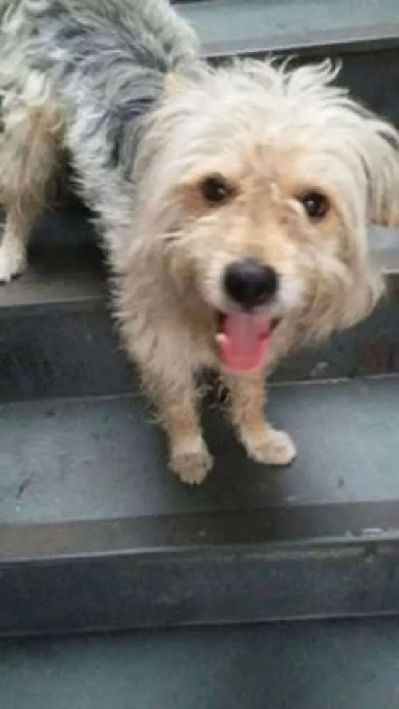 Cachorro ra a SRD idade 1 ano nome Cabeleira