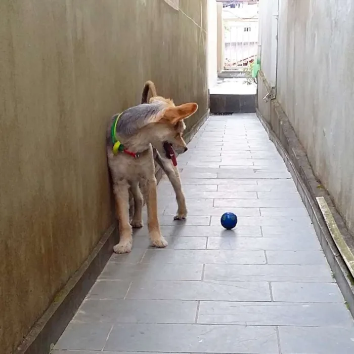 Cachorro ra a SRD idade 1 ano nome Cabeleira
