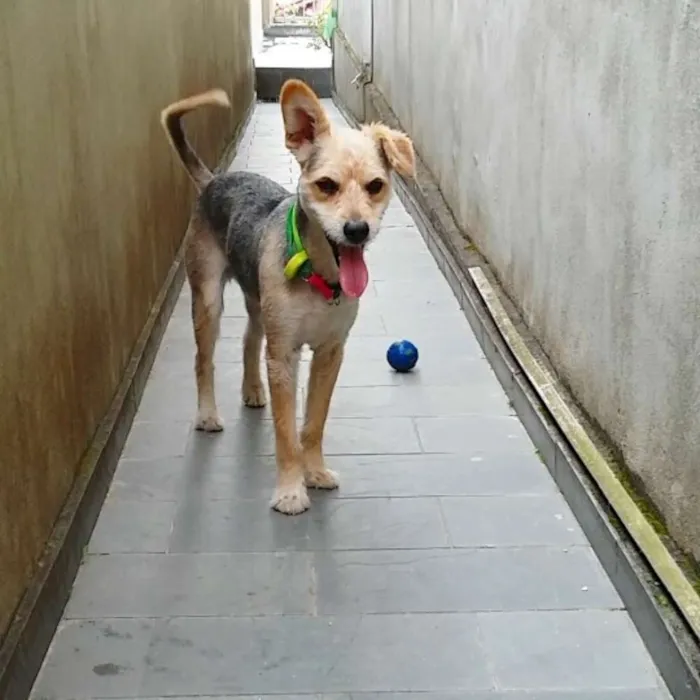 Cachorro ra a SRD idade 1 ano nome Cabeleira
