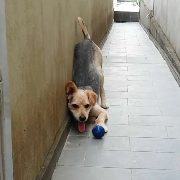 Cachorro ra a SRD idade 1 ano nome Cabeleira
