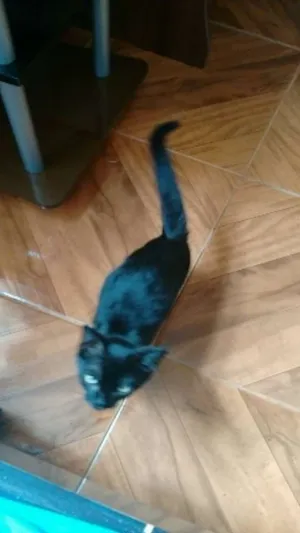 Gato raça * idade 2 a 6 meses nome MeoThree