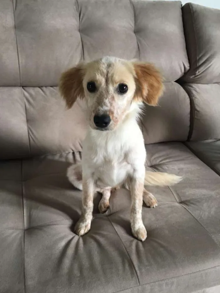 Cachorro raça Vira lata idade 7 a 11 meses nome Lola