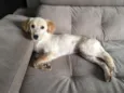 Lola