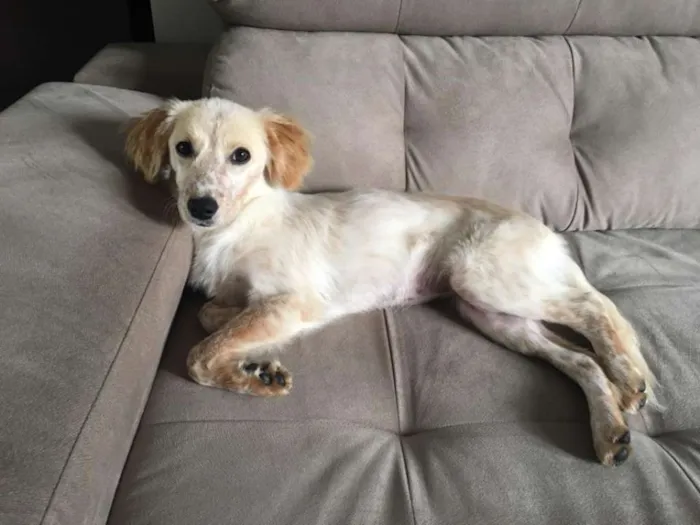 Cachorro raça Vira lata idade 7 a 11 meses nome Lola