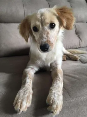 Cachorro raça Vira lata idade 7 a 11 meses nome Lola
