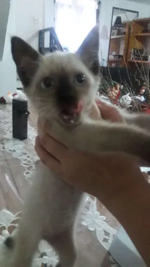 Gato raça Siamês  idade Abaixo de 2 meses nome SEM nome