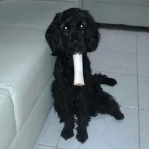 Cachorro raça Cicker spainel idade 2 anos nome Pompeu