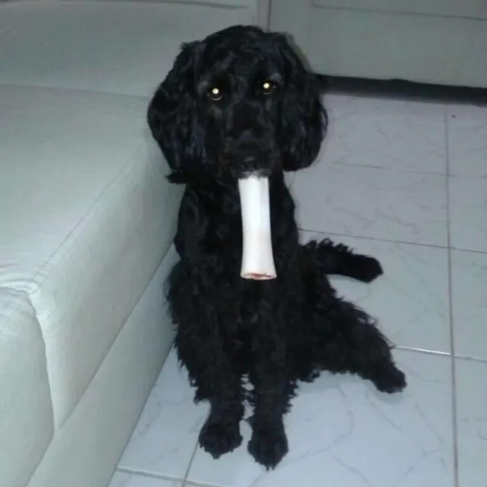 Cachorro ra a Cicker spainel idade 2 anos nome Pompeu