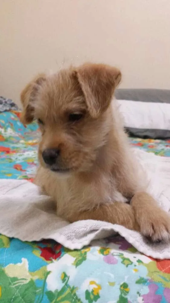 Cachorro ra a SRD idade 2 a 6 meses nome Cão Baby